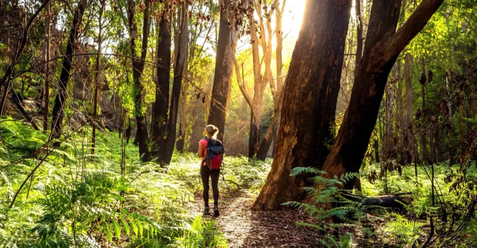 A walker on a woodland path between tall trees in low sunlight
